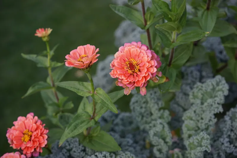Zinnias Reseed Easily Either Way