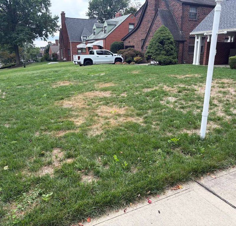 Zoysia Naturally Slows Down Sooner In Fall Zoysia Naturally Slows Down Sooner In Fall