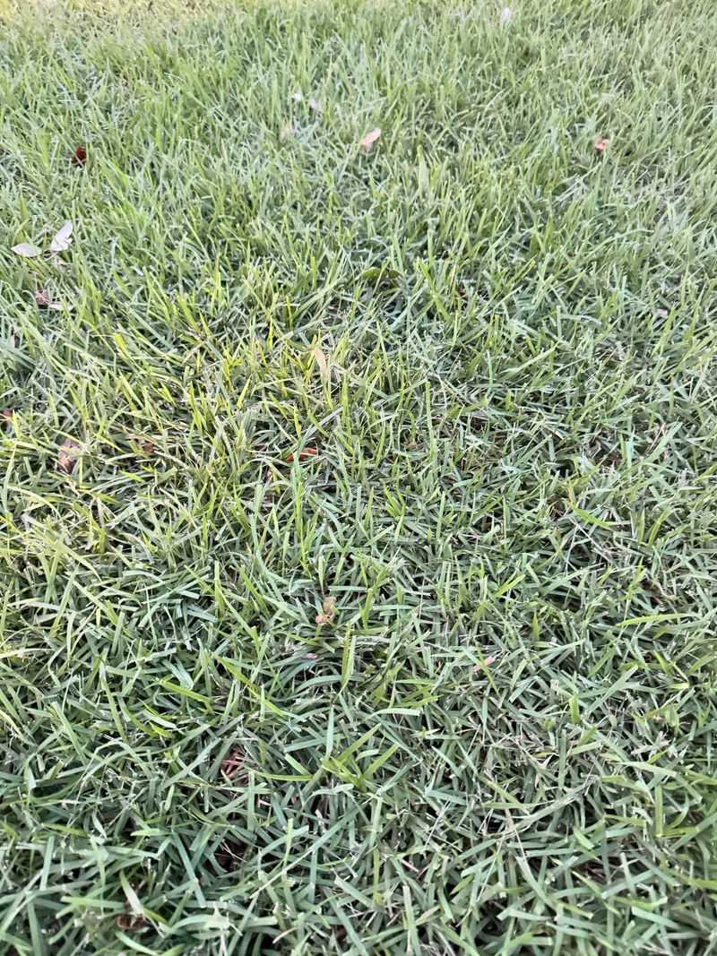 Zoysia Needs Less Water As Growth Eases