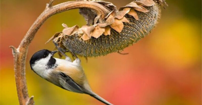 Feed Your Wisconsin Birds Through Winter With These 6 Seed-Heavy Plants You Leave Standing