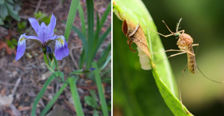 Native Michigan Plants That Help Reduce Mosquito Habitat Following Heavy Late Summer Rains