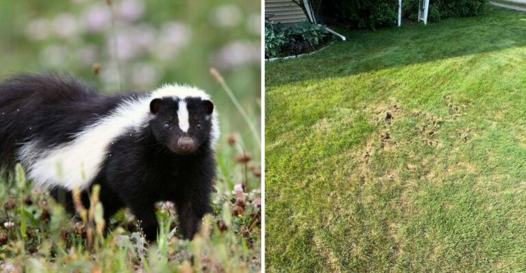 What It Means When A Skunk Starts Digging Up Your Pennsylvania Lawn In Fall