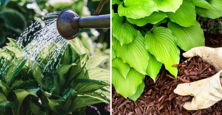 Hosta Care Hacks Every Pennsylvania Gardener Should Know
