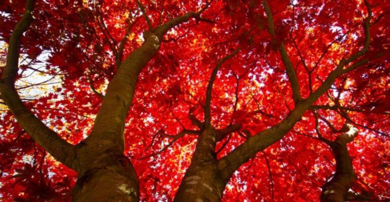 Before You Plant A Florida Red Maple, Know These Wet-Season Facts