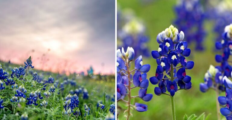 The Native Texas Wildflower To Sow Now For A Roadside-Worthy Spring
