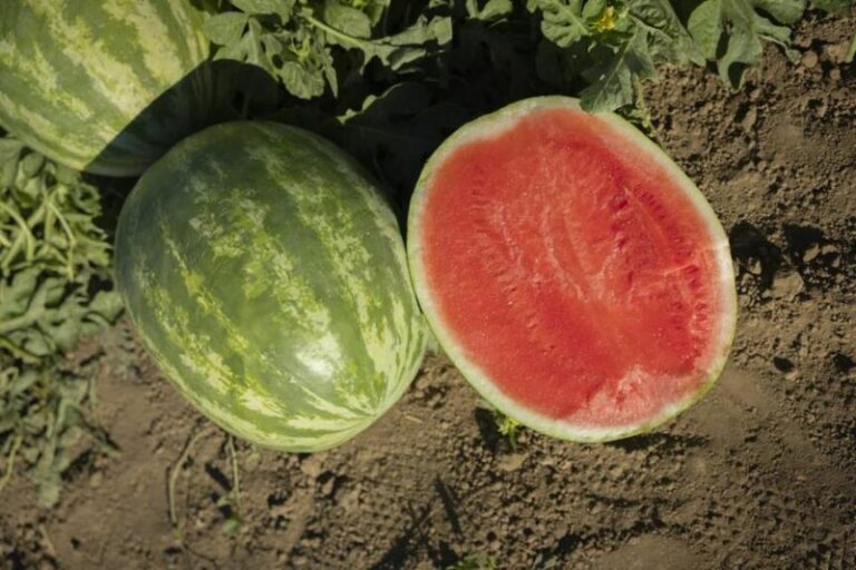 After 30 Years Growing Watermelons In Arizona, One Came Up With Bright Red Skin