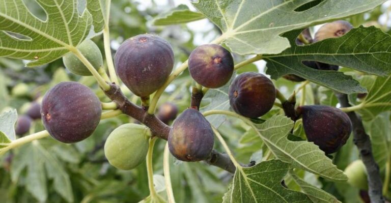 How To Encourage More Figs Before The Season Ends