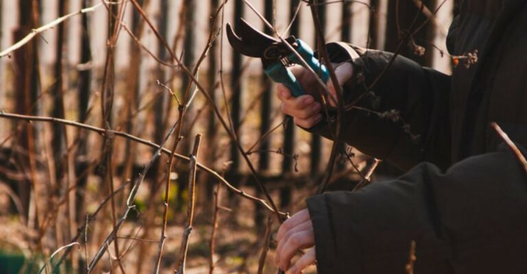 person pruning a shrub in fall