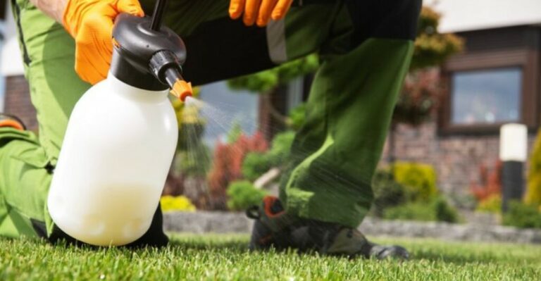Apply This To Ohio Lawns Or Dandelions Take Over By Spring