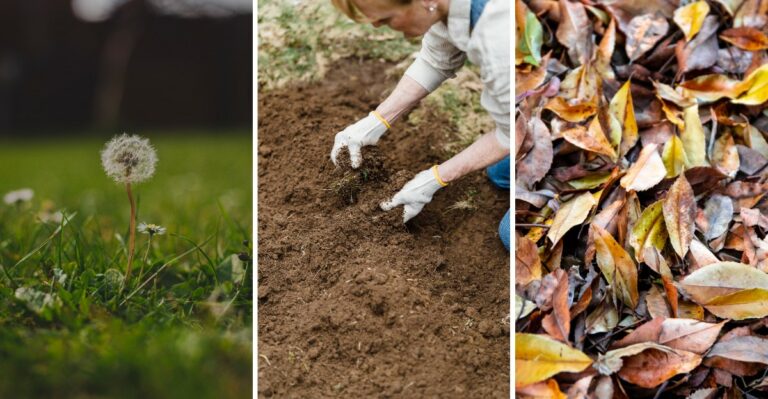 9 Fall Steps To Fewer Lawn Dandelions Next Spring