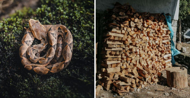 Why Copperheads Are Showing Up Near Tennessee Homes This Season