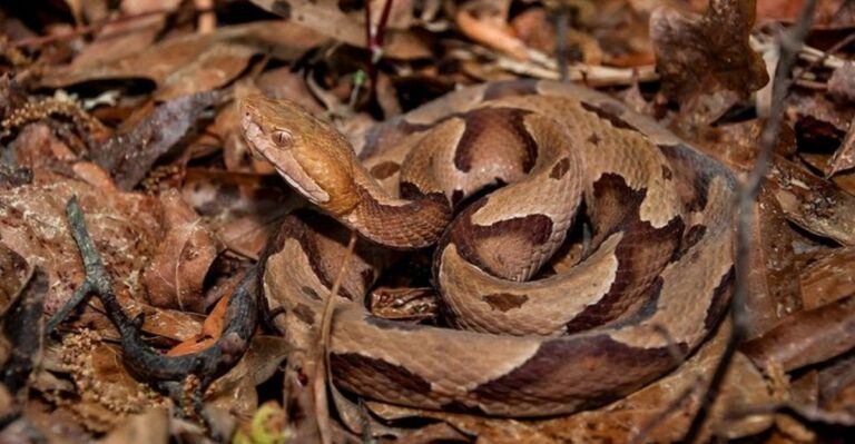 Kentucky Copperheads Go Back To Daytime Movement In Fall