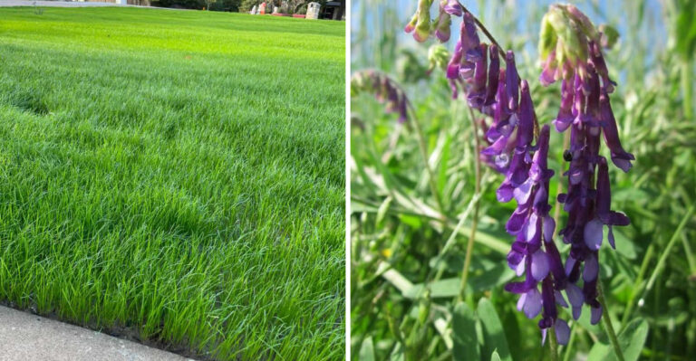 Native North Carolina Cover Crops That Rebuild Soil Better Than Mulch After Drought