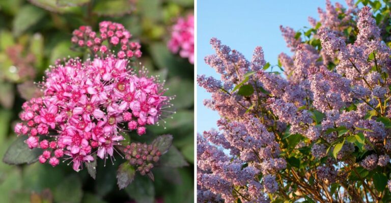 Pennsylvanians Are Finally Switching From Hydrangeas To These Deer-Resistant Flowering Shrubs