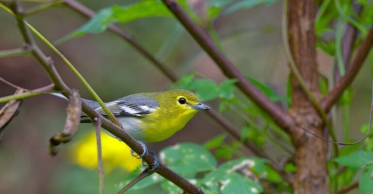 Colorful Migrating Songbirds Are Passing Through Georgia Yards This Month