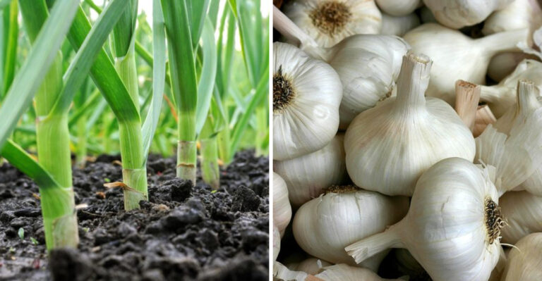 Why Waiting One More Week Could Affect Your Connecticut Garlic Harvest