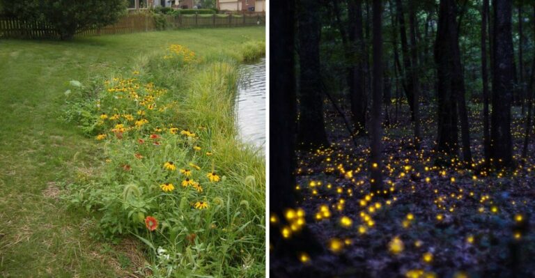 Why Mowing Height Matters More Than Mowing Frequency For Firefly Habitat In Florida