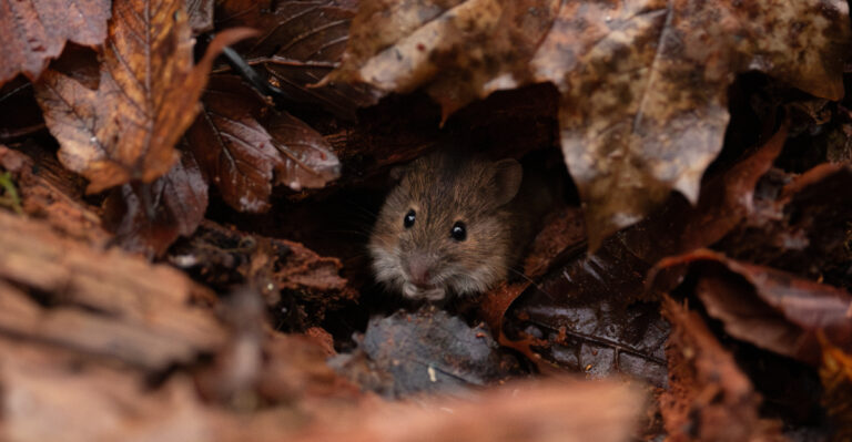 mouse in leaf pile