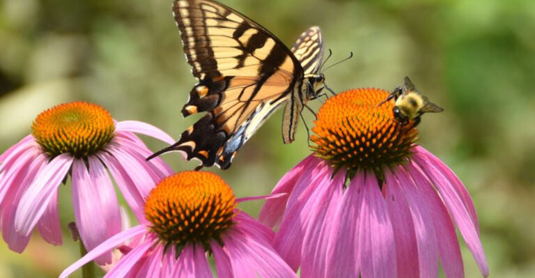 What To Stop Cutting Back In Your Georgia Garden To Help Fall Pollinators