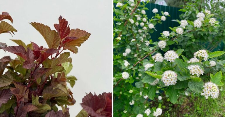 This Low-Maintenance Native Is Replacing Hydrangeas In Pennsylvania Yards