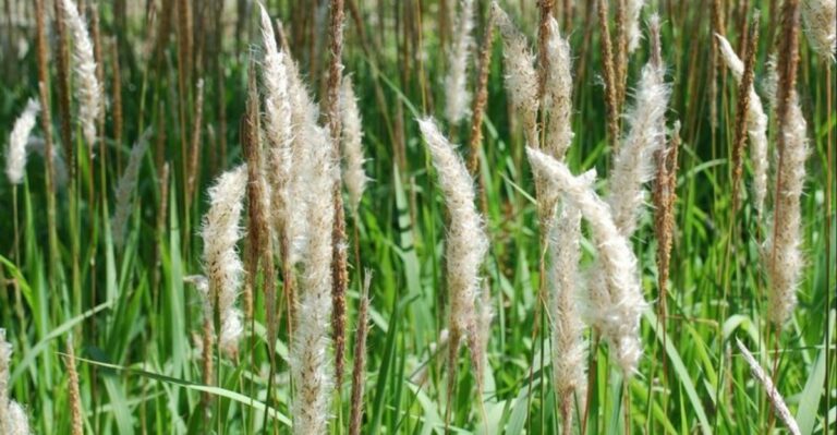An Invasive Grass Is Quietly Spreading Across Tennessee Counties