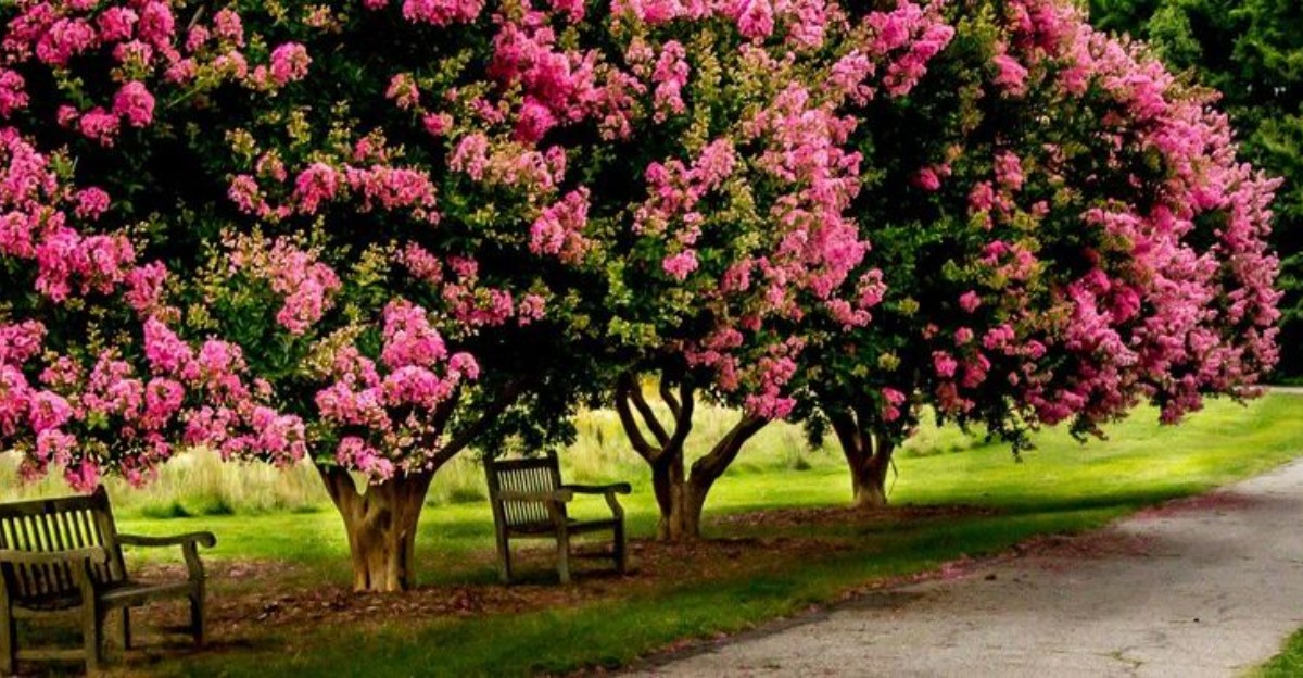pink crape myrtle tree row