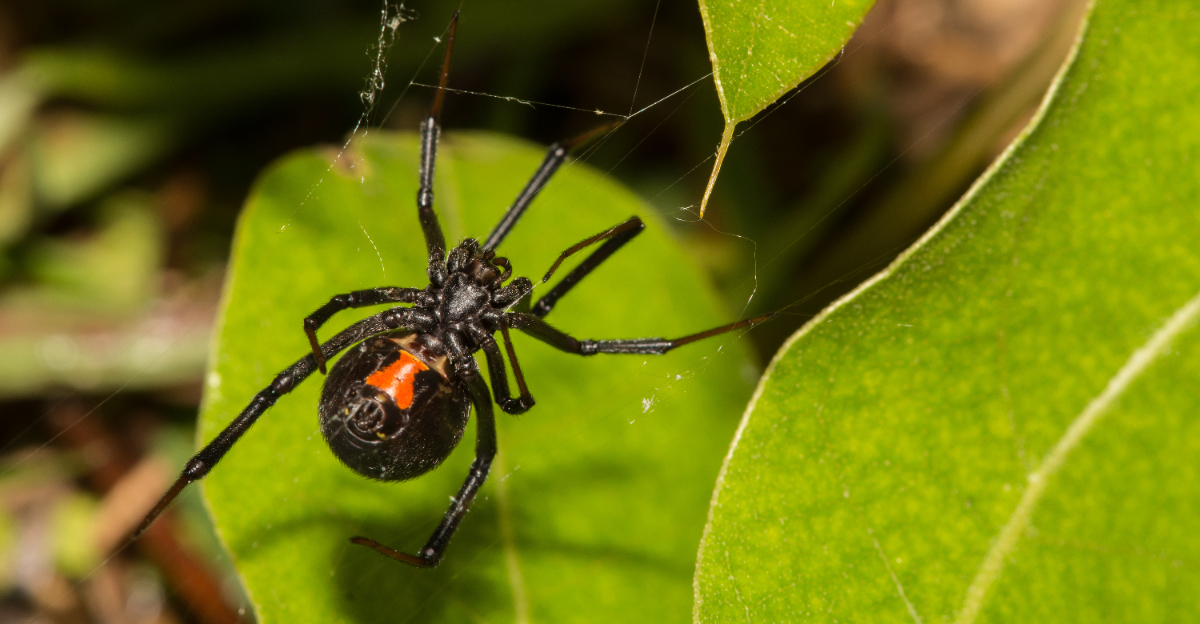 black widow