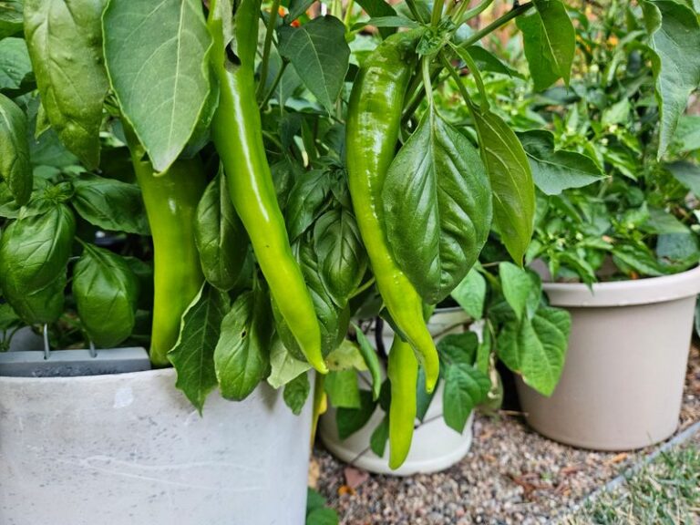 5 Household Ingredients That Give Your Arizona Chilies And Tomatoes A Bigger Fall Harvest