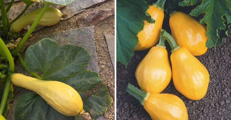 These Are The Georgia Bush Squash Varieties You Should Be Planting Right Now
