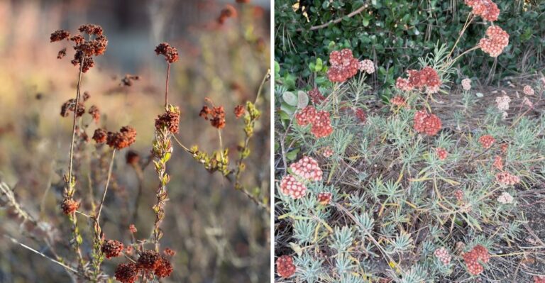 Why California Buckwheat Turns Rust Colored As Fall Settles In