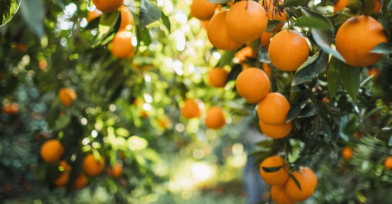 The One September Thing Texas Citrus Needs Before Fruit Sets