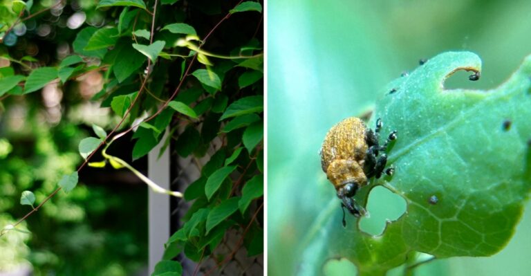 A Tiny Weevil Raised In A New Jersey Lab Is Quietly Chewing Through One Of The State’s Worst Invasive Vines