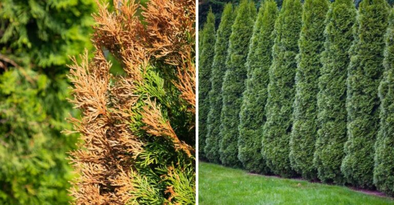 The Arborvitae Mistake Ohio Homeowners Make Right Before Winter