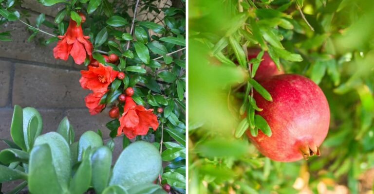 The Forgotten California Fruit Tree More Backyard Gardeners Are Planting