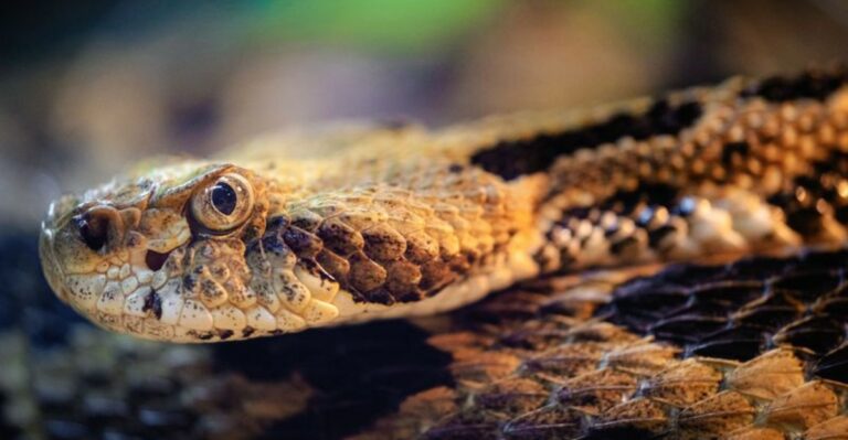 How To Spot A Young Timber Rattlesnake In Your Virginia Yard Before It’s Too Close