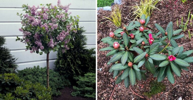 8 Things Every Gardener Should Do With Lilacs And Rhododendrons This Fall