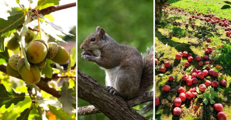 Why New Jersey Yards Have More Squirrels And Chipmunks Than Usual This Year