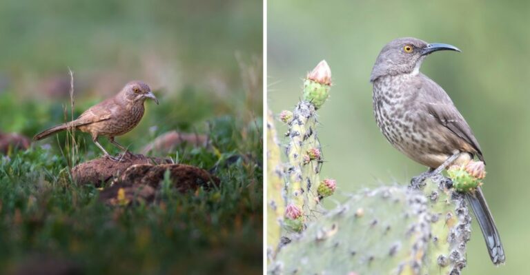 What Makes Some Texas Yards More Attractive To Curve-Billed Thrashers