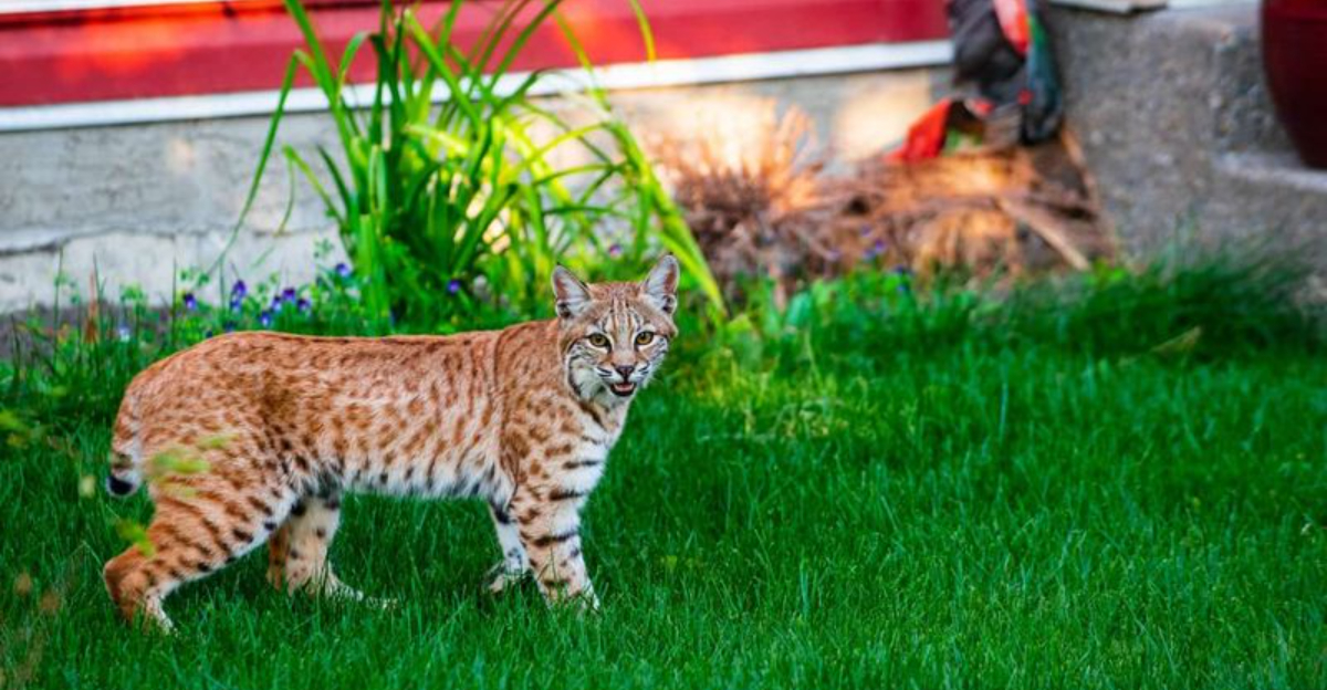 bobcat in yard