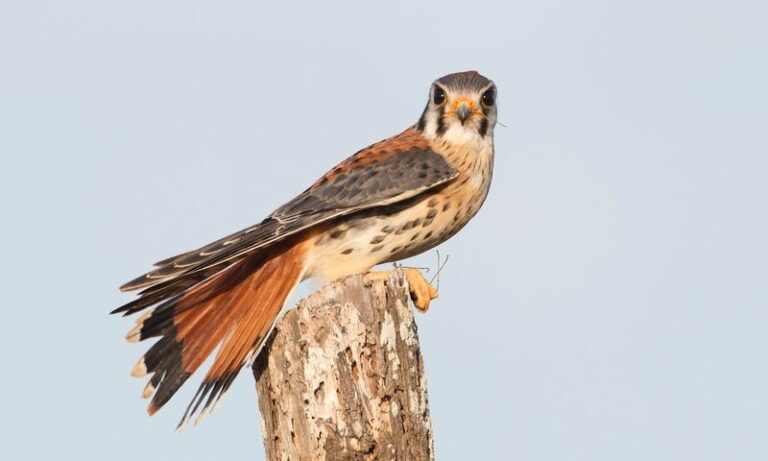 Why Arizona Yards May See More American Kestrels This Fall (And How To Support Their Visits)