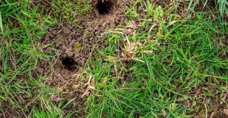 Why Those Tiny Holes Appearing In Ohio Lawns This Fall May Have Nothing To Do With Moles