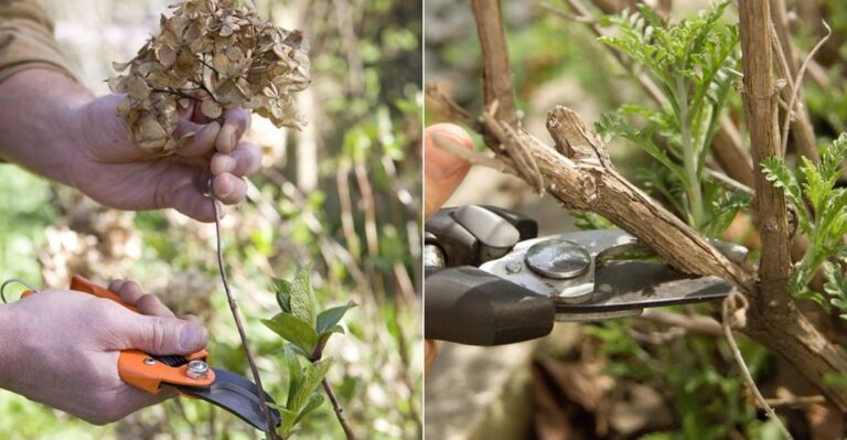 The September Pruning Tasks California Gardeners Shouldn’t Skip