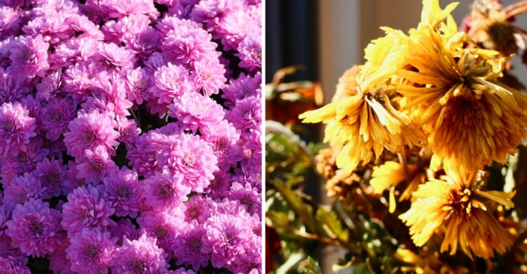 10 Easy Tips To Keep Mums Blooming For Weeks On Your Porch Or Patio