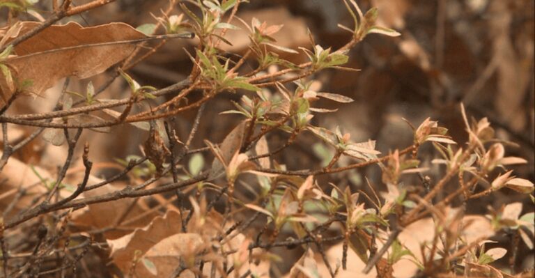 What It Means When New Jersey Shore Plants Brown Weeks After Looking Healthy