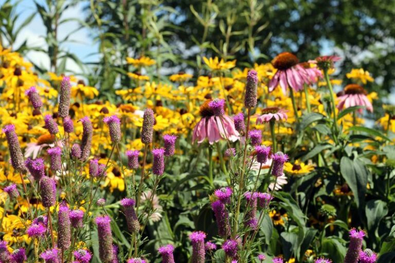 Attract more pollinators next season by planting these native Wisconsin flowers
