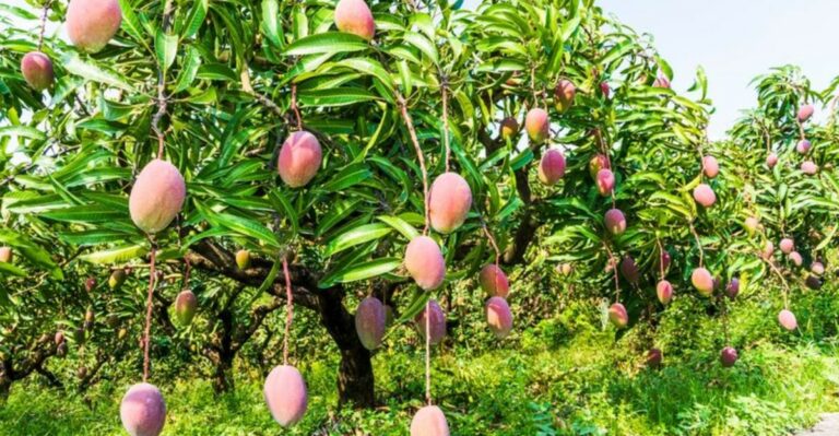 The Florida Trees To Fertilize In September And The Ones To Skip