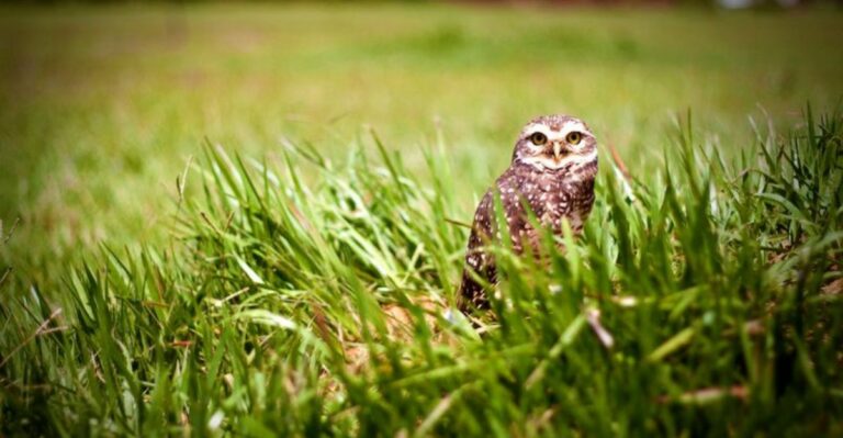 What It Really Means When An Owl Shows Up In Your Virginia Yard