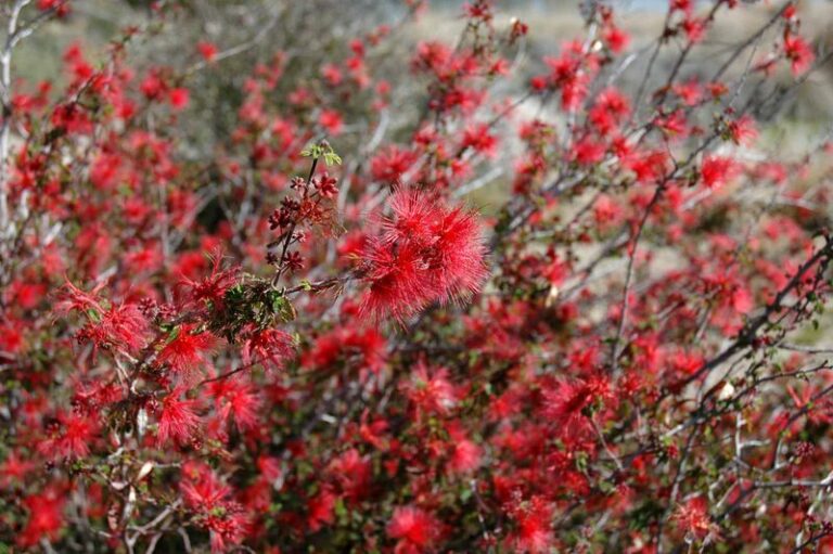8 Desert Shrubs Arizona Gardeners Plant This Fall to Cut Cooling Bills All Summer