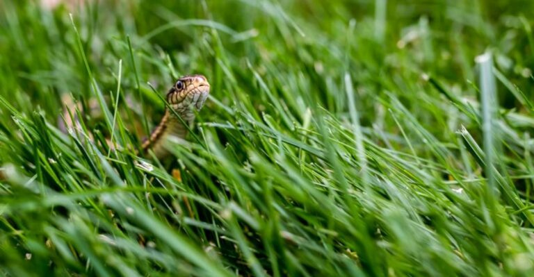 Watch For These Snake Warning Signs In Your New York Yard This Fall