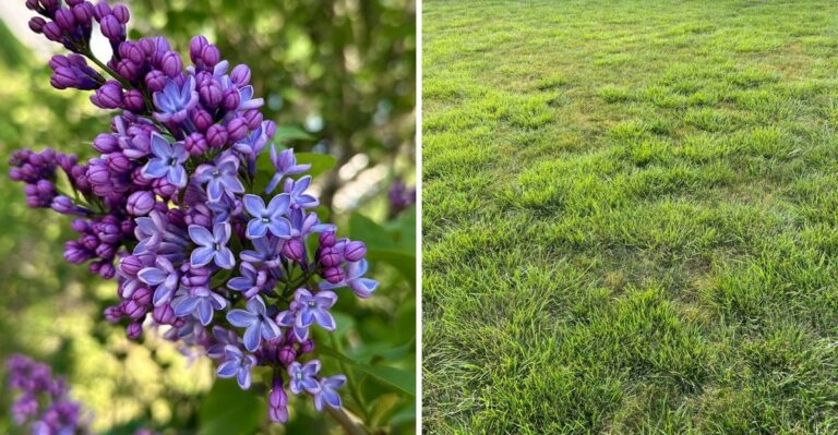 These Popular Pennsylvania Plants Need Feeding In September (And These Don’t)